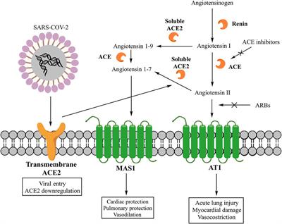 The Role of Renin-Angiotensin-Aldosterone System in the Heart and Lung: Focus on COVID-19